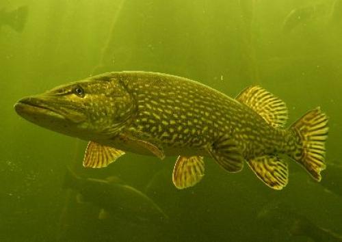 Размеры щуки. Щука обыкновенная