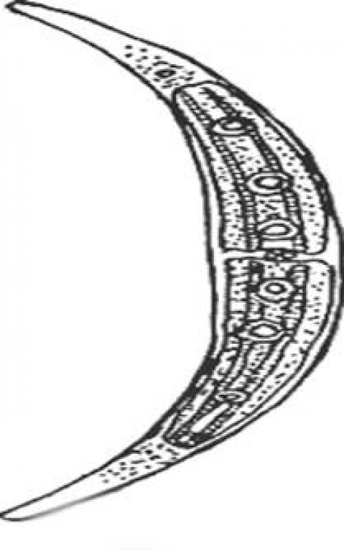 Факты о водорослях. Интересные факты о водорослях 08