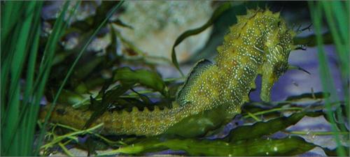 Морской конек описание для детей. Загадочное существо — морской конек. Знакомимся ближе