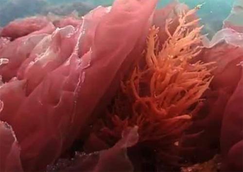 Красные Водоросли интересные факты. Интересные факты о красных водорослях