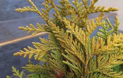 Корневая система кипариса. Описание и особенности