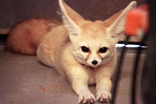 Интересные факты о млекопитающих. 03 Интересные факты о млекопитающих. 03