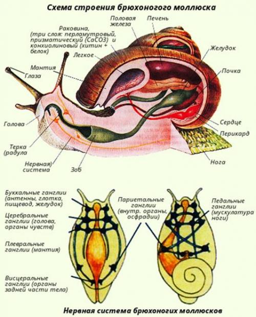 Схема строения брюхоногого моллюска