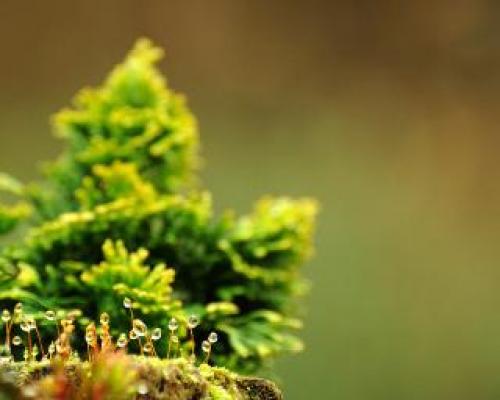 Японский кипарис. Поделиться 2 Воскресенье, 31 июля, 2011г. 18:17:41