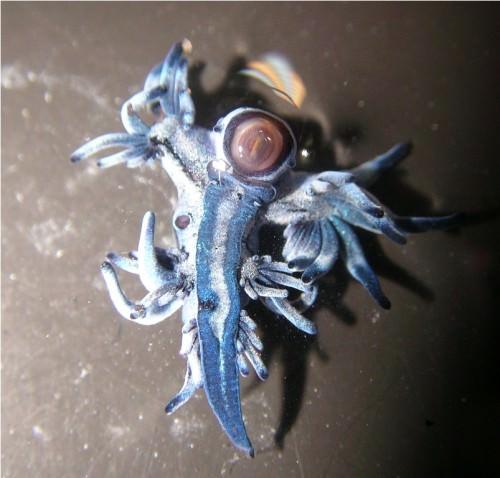 Голожаберные моллюски интересные факты. Голожаберный моллюск Главк (лат. Glaucus atlanticus)