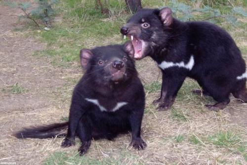 Самый маленький материк на Земле