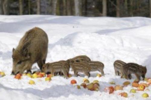 Кабан хищник или растительноядный. Кабан: хищник или нет