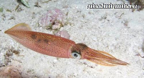 Строение кальмара. Описание и особенности кальмара