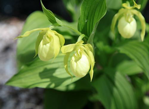 Венерин башмачок паразит. Венерин башмачок: зимостойкие виды