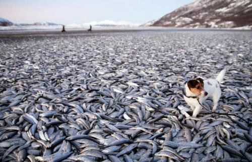 Самое интересное о водопаде Виктория. Интересные факты о водопаде Виктория 01 Самое интересное о водопаде Виктория. Интересные факты о водопаде Виктория 01