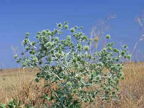 Кактус интересные факты. 10 интересных фактов о, кактусах 09