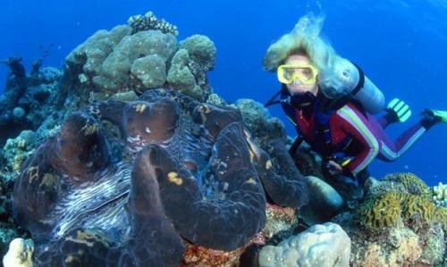 Интересные биологические факты о моллюсках. Интересные факты о моллюсках + Видео