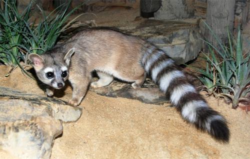 Интересные факты о млекопитающих. 08 Интересные факты о млекопитающих. 08