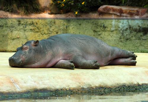 Бегемот кусает бегемота. Бегемот - вот кто на самом деле самое опасное животное для человека