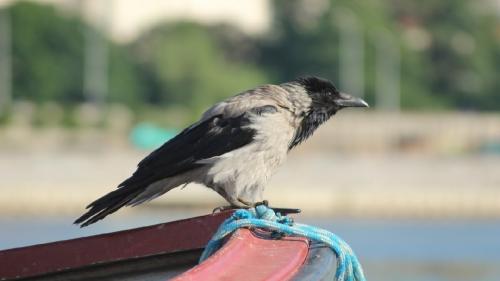 5 фактов о вороне. 5 Захватывающих фактах о воронах.