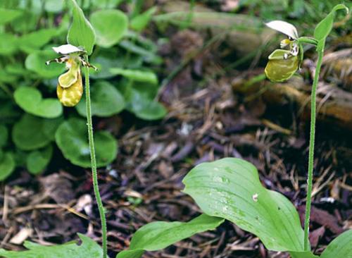 Венерин башмачок паразит. Венерин башмачок: зимостойкие виды
