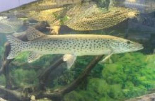 Размеры щуки. Щука обыкновенная