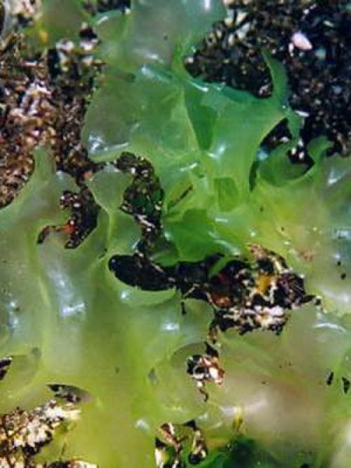 Виды водорослей. Какие бывают основные виды водорослей