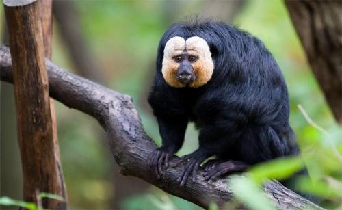 Интересные факты о млекопитающих. 05 Интересные факты о млекопитающих. 05