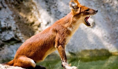 Красный волк. Чем питается красный волк?