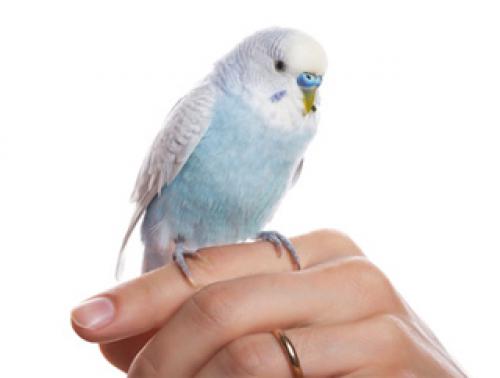 Наука о попугаях. 01