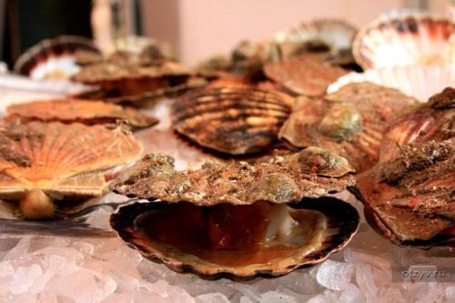 Можно ли есть морских коньков. Еда на грани