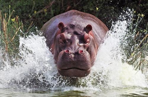 Бегемоты умные или нет. Интересные факты о бегемотах