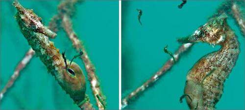 Морской конек описание для детей. Загадочное существо — морской конек. Знакомимся ближе