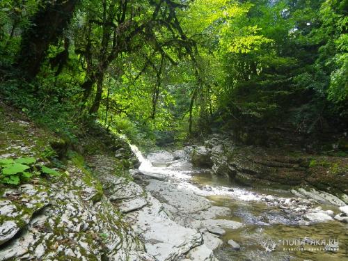 Субтропический лес интересные факты. Где находятся российские субтропики 08 Субтропический лес интересные факты. Где находятся российские субтропики 08