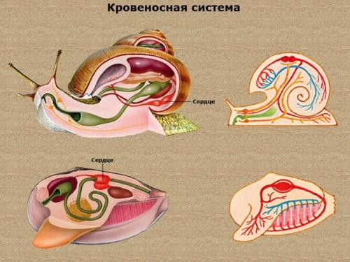 Выделительная система моллюсков. Моллюски