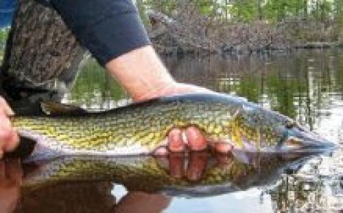 Размеры щуки. Щука обыкновенная