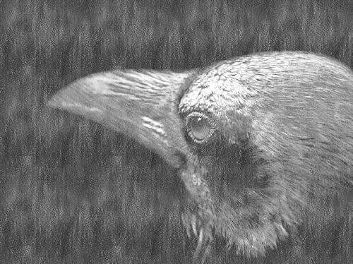 Вороны притворяются мертвыми. Мифы и правда о воронах из Библии