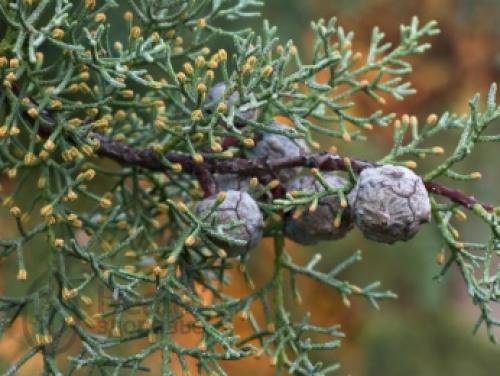 Интересные факты кипарис. Кедр или сосна? Интересные факты о кедре и сосне 06 Интересные факты кипарис. Кедр или сосна? Интересные факты о кедре и сосне 06