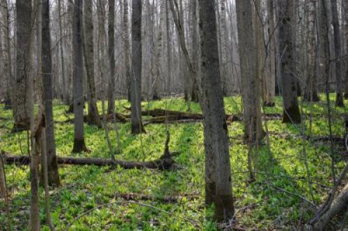 Субтропический лес интересные факты. Где находятся российские субтропики 11 Субтропический лес интересные факты. Где находятся российские субтропики 11