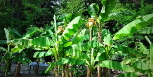 Животные Черноморского побережья. Животный мир Черноморского побережья Кавказа 05