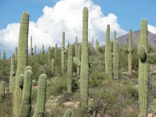 Кактусы в пустыне. 10 удивительных фактов о самом большом, кактусе в мире