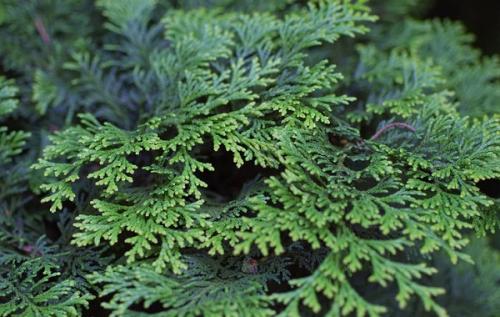 Корневая система кипариса. Описание и особенности