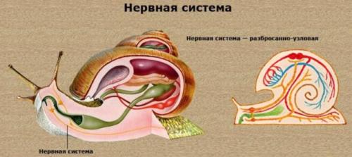 Выделительная система моллюсков. Моллюски