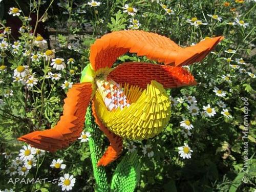 Венерин башмачок раскраска. Советы и вопросы