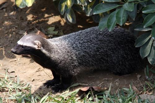 Интересные факты о млекопитающих. 06 Интересные факты о млекопитающих. 06