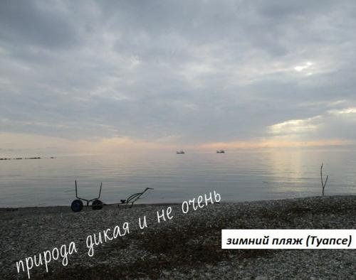 Субтропический лес интересные факты. Где находятся российские субтропики