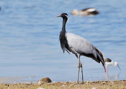 Интересные факты о степи 08