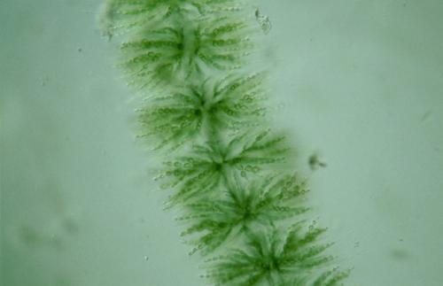 Красные Водоросли интересные факты. Интересные факты о красных водорослях