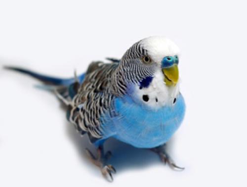 Наука о попугаях. 02