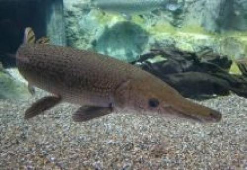 Размеры щуки. Щука обыкновенная