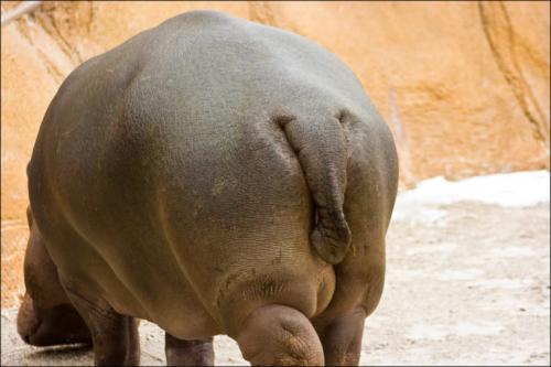 Хвост бегемота. Внешний вид