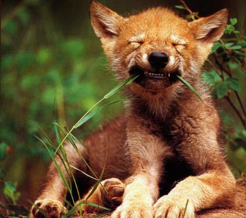 Красный волк рисунок. Красный волк. Исчезающий вид из Красной книги