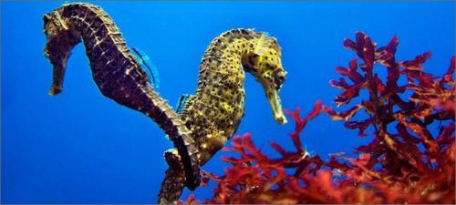 Морской конек описание для детей. Загадочное существо — морской конек. Знакомимся ближе