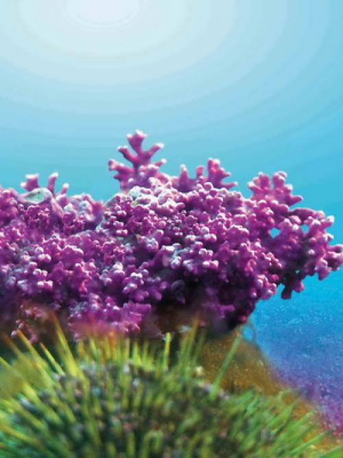 Виды водорослей. Какие бывают основные виды водорослей