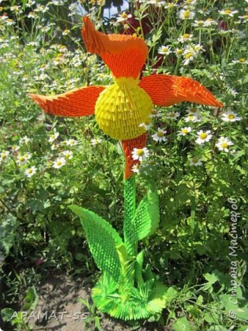 Венерин башмачок раскраска. Советы и вопросы